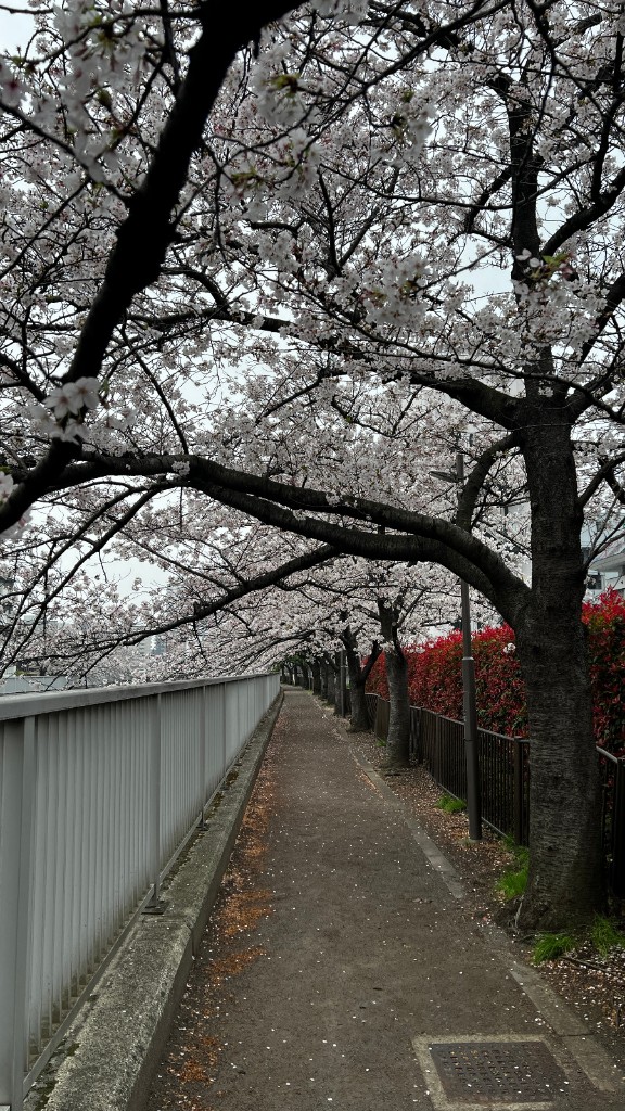 Camino junto al río bajo un túnel de cerezos en flor, en el barrio de Kiyosumi-Shirakawa.