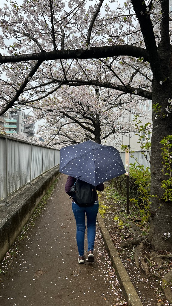 Persona con paraguas caminando de espaldas por un sendero bajo cerezos en flor, junto al río.