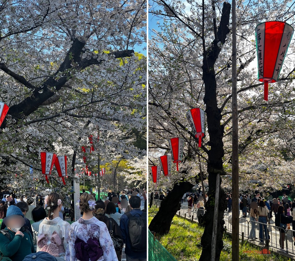 Escenas de nuestro paseo entre los cerezos y los farolillos de Ueno.