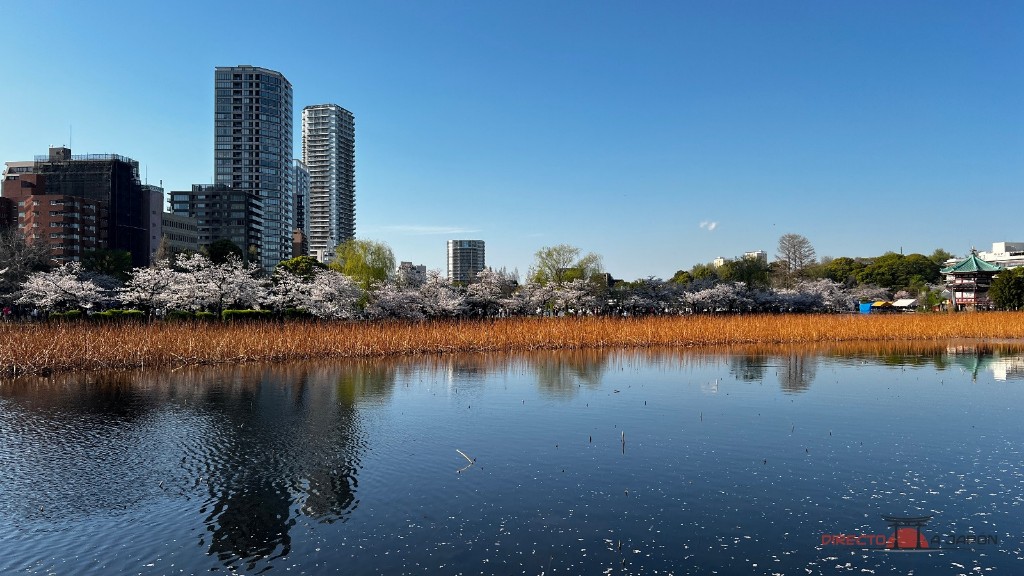Shinobazu durante nuestra visita de primavera de 2026.
