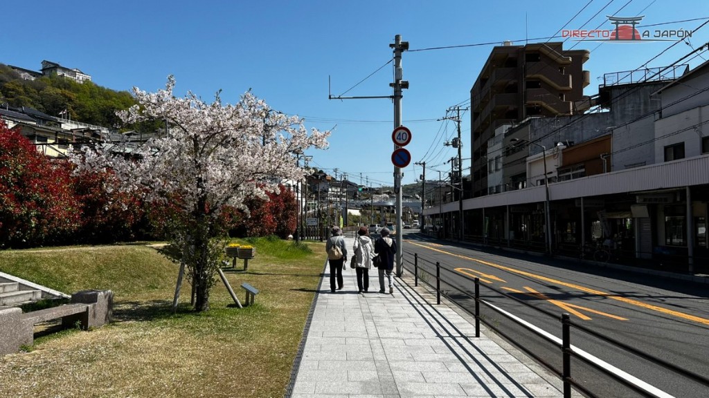 Llegando a la colina entre cerezos en nuestra visita de abril de 2024.