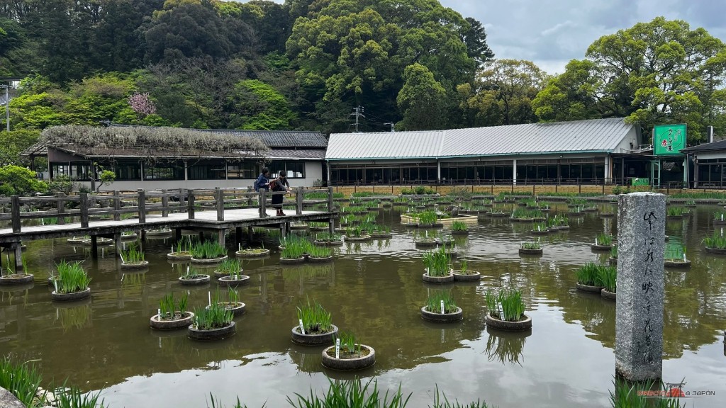Estanque Shobu-ike de Dazaifu Tenmangu con macetas de iris, una pasarela y una piedra con inscripción en un día nublado