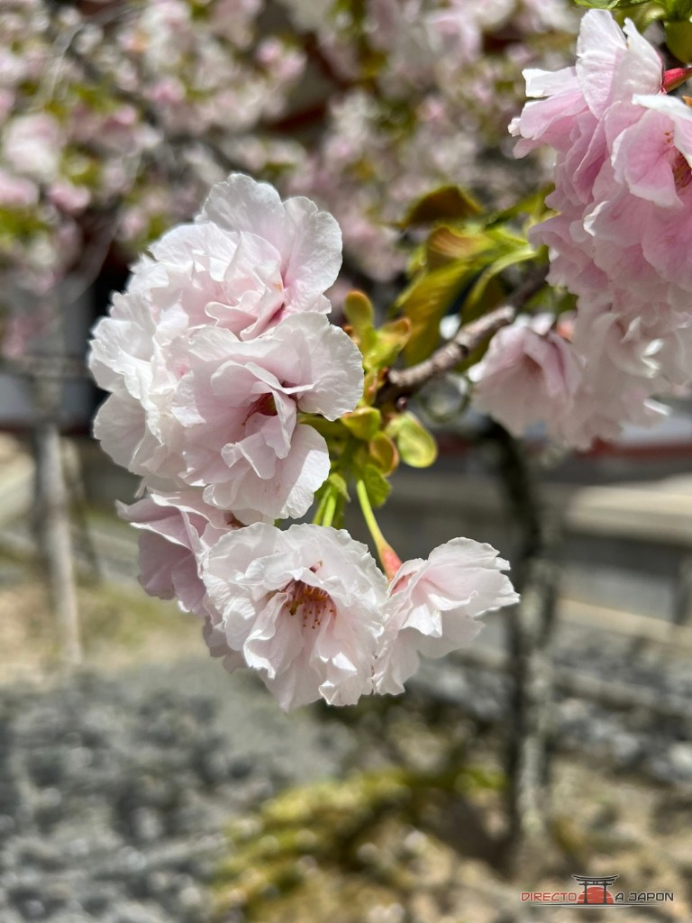 Flores rosadas de cerezo en Kurama durante la visita de abril
