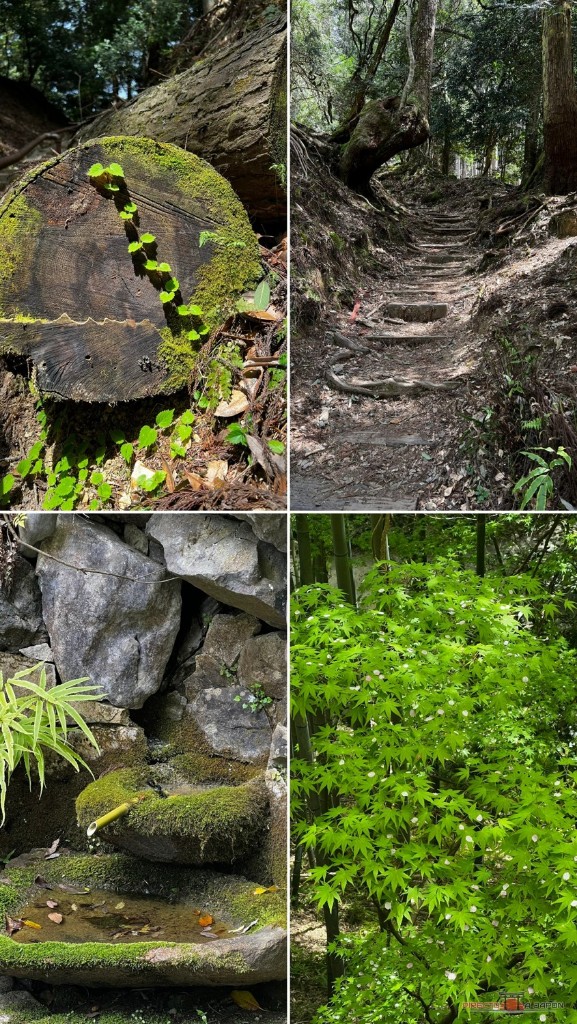 Collage del bosque de Kurama: tronco con musgo, camino de raíces, fuente de bambú y arce