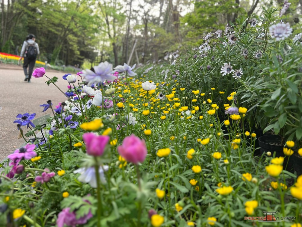 Flores en un parterre del Jardín Botánico de Kioto