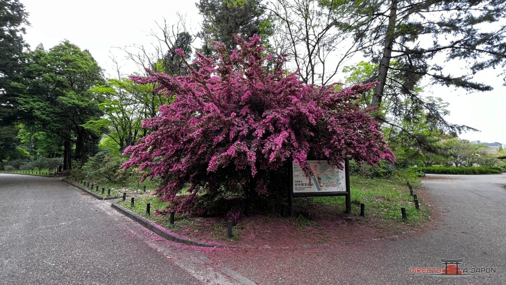 Árbol con flores rosas y plano del Jardín Botánico de Kioto