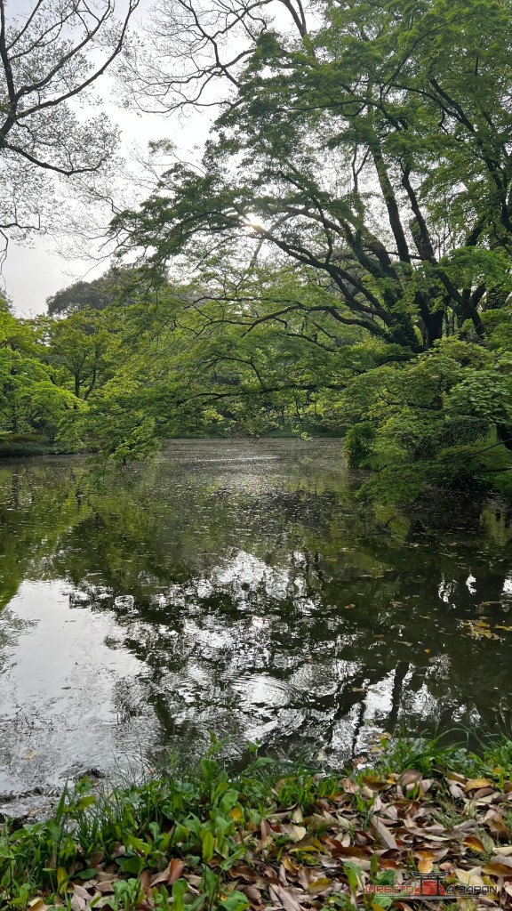 Estanque rodeado de vegetación en el Jardín Botánico de Kioto