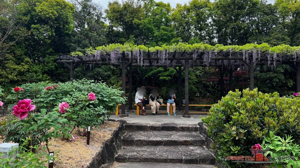 Glicinias y peonías en flor durante nuestra visita a Tokugawa-en