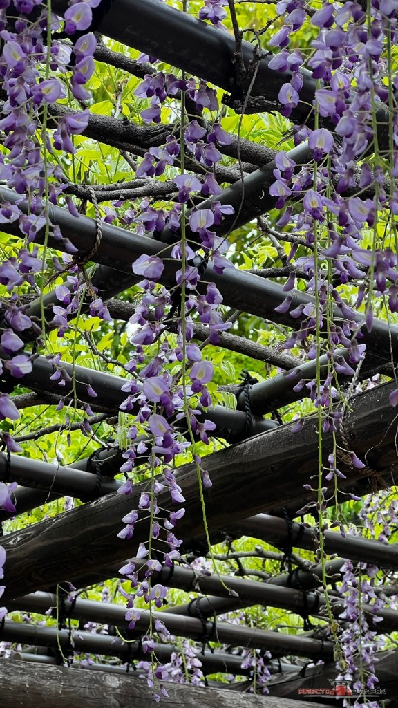 Detalle de las glicinias en flor de Tokugawa-en