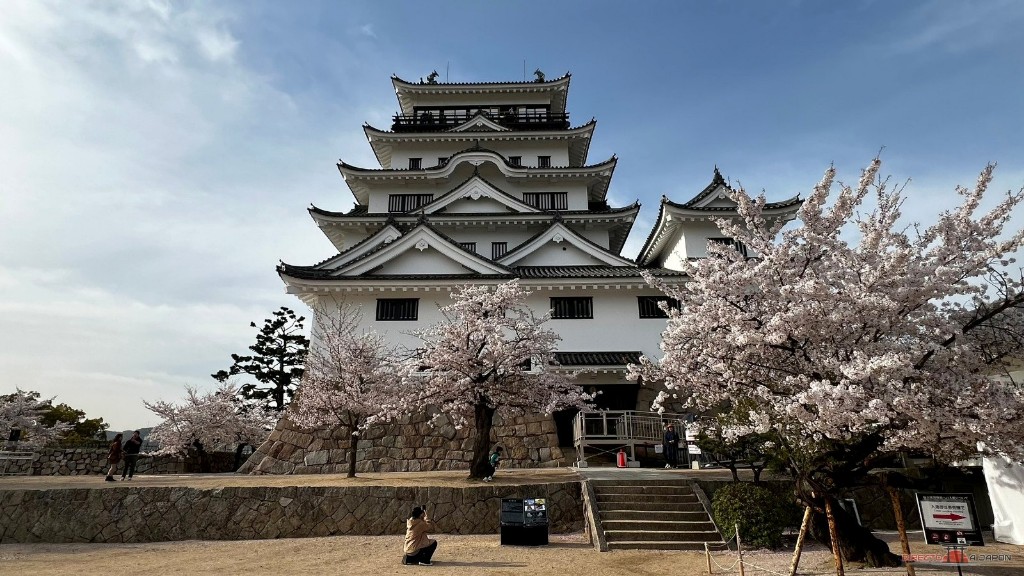 Castillo de Fukuyama entre cerezos en flor