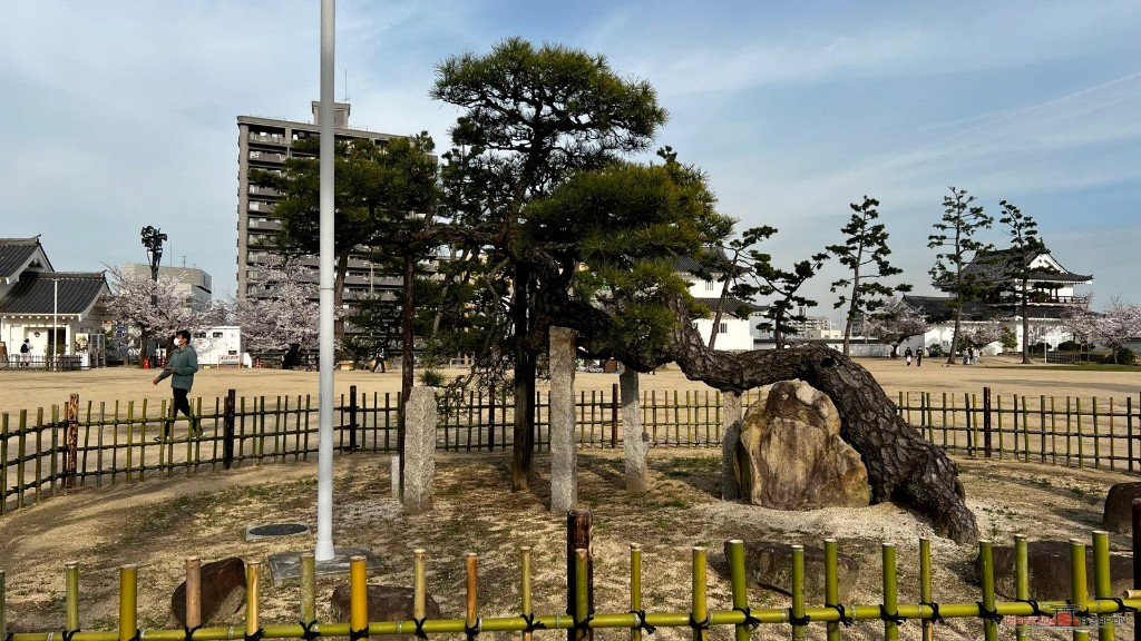Pino recortado en los jardines del castillo de Fukuyama