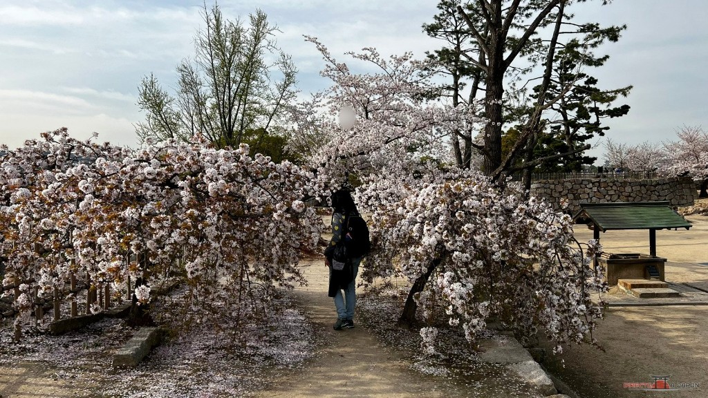 Cerezo llorón en flor en los terrenos del castillo de Fukuyama