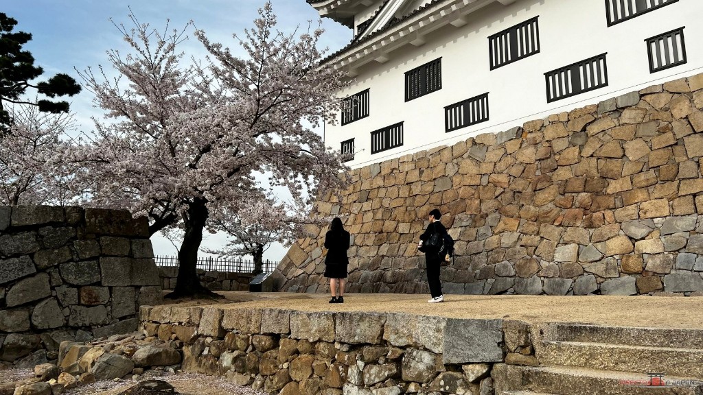 Muralla de piedra del castillo de Fukuyama con un cerezo