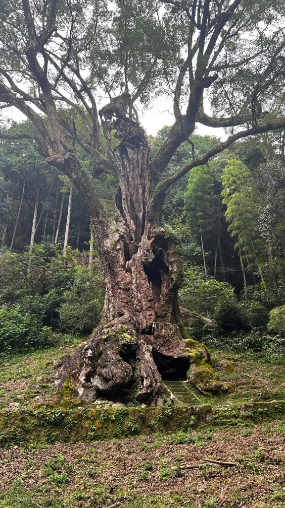 gran alcanforero Takeo Jinja