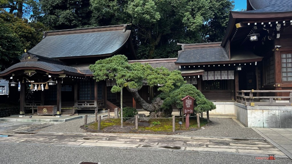 Izumi Jinja y el pino