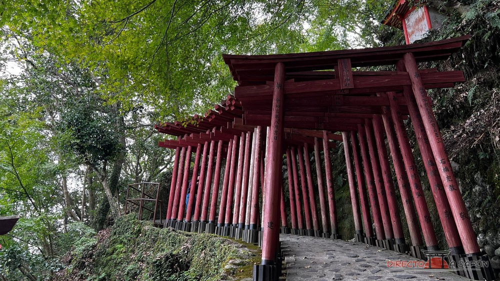 Túnel de toriis rojos de madera en una ladera cubierta de árboles