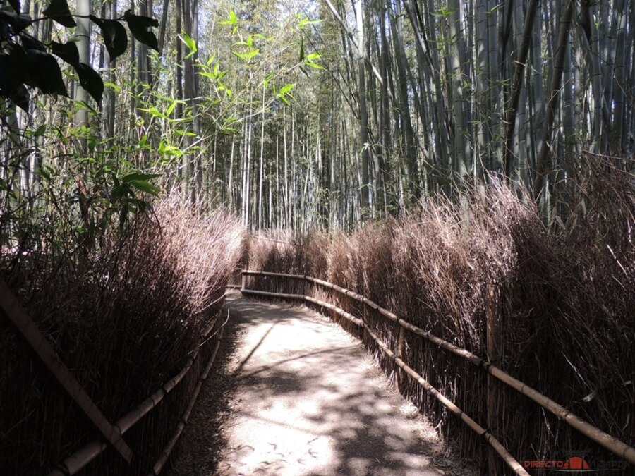 Qué ver en Kioto | Bosques de bambú en Arashiyama