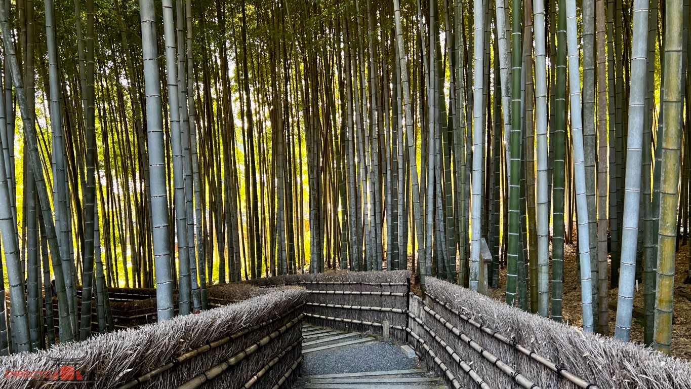 Bosque de bambú en el templo Adashino de Arashiyama