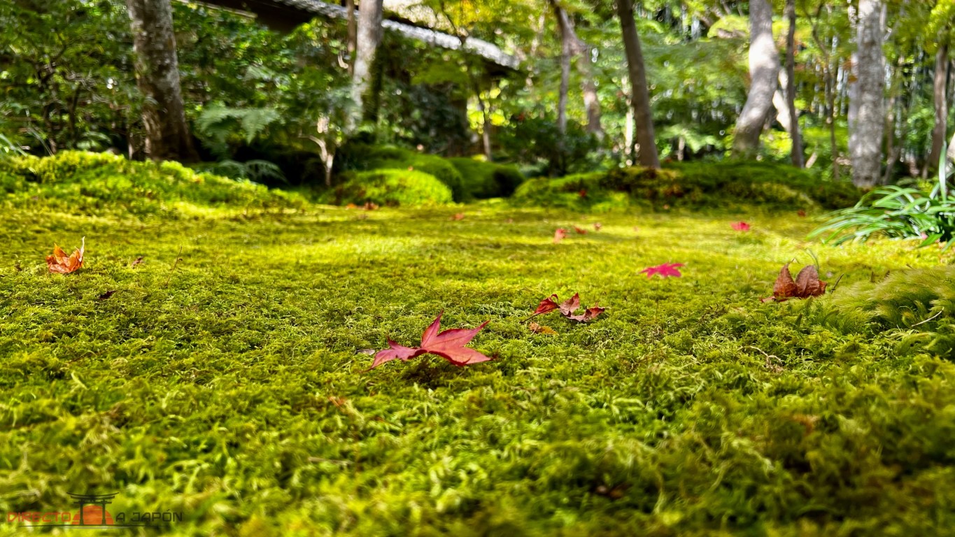 Manto de musco en el templo Giouji de Arashiyama