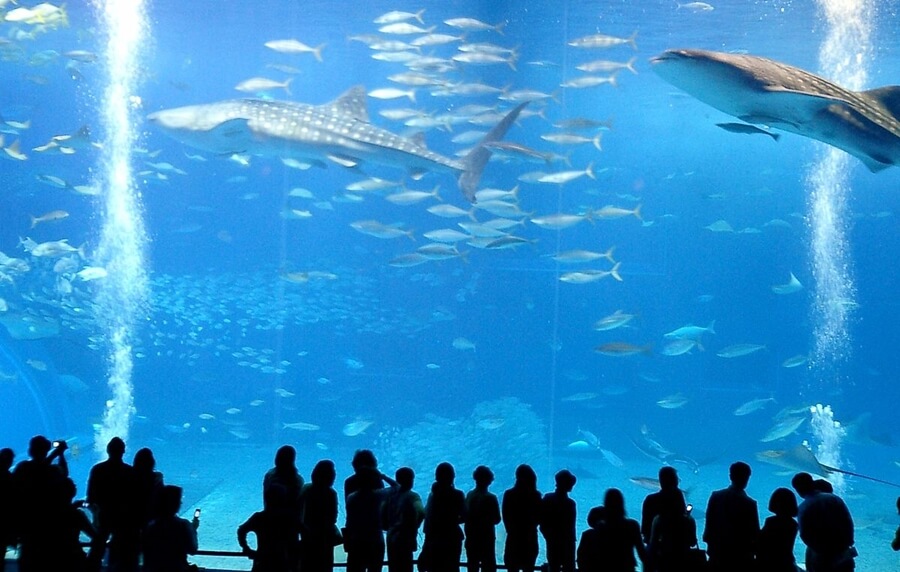 Churaumi Aquarium en Okinawa