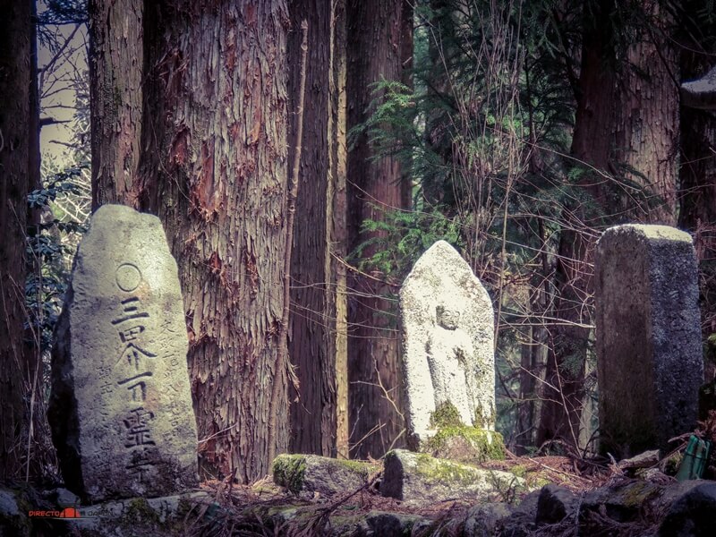 Shinrin Yoku - baño de bosque en Japón