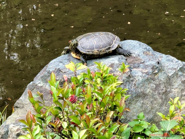 Tortuga en el Santuario Nezu