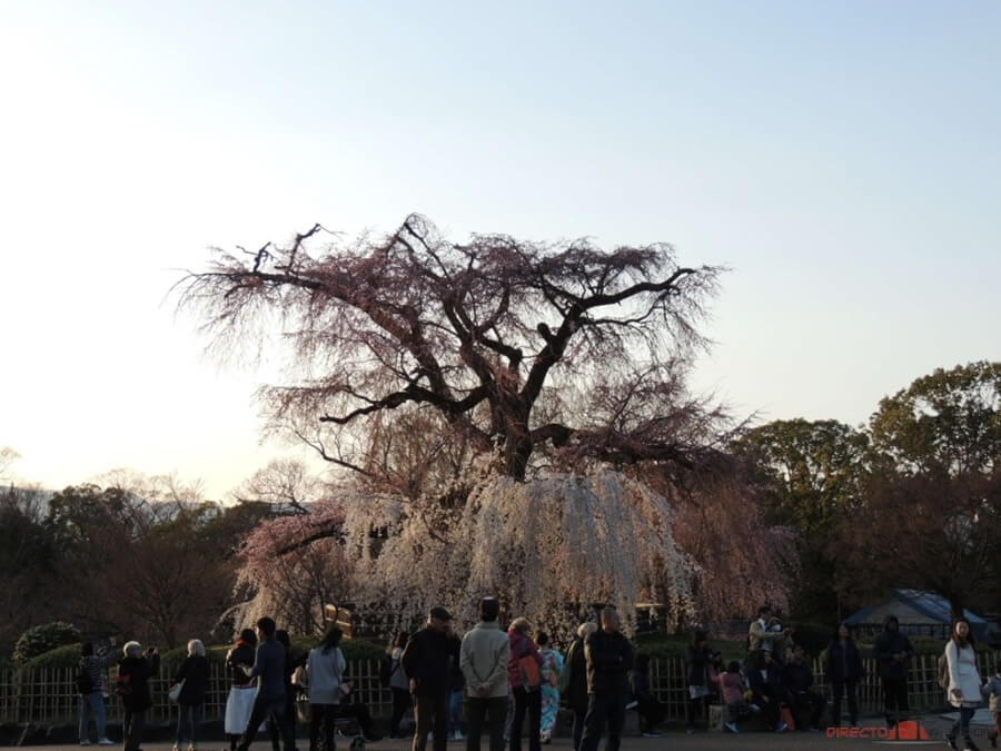 Qué ver en Kioto | Parque Maruyama